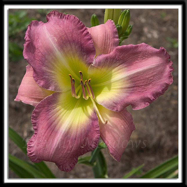 Daylily Swing Fever Alternate Image